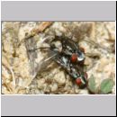 Metopia sp - Fleischfliege 01d 6mm.jpg